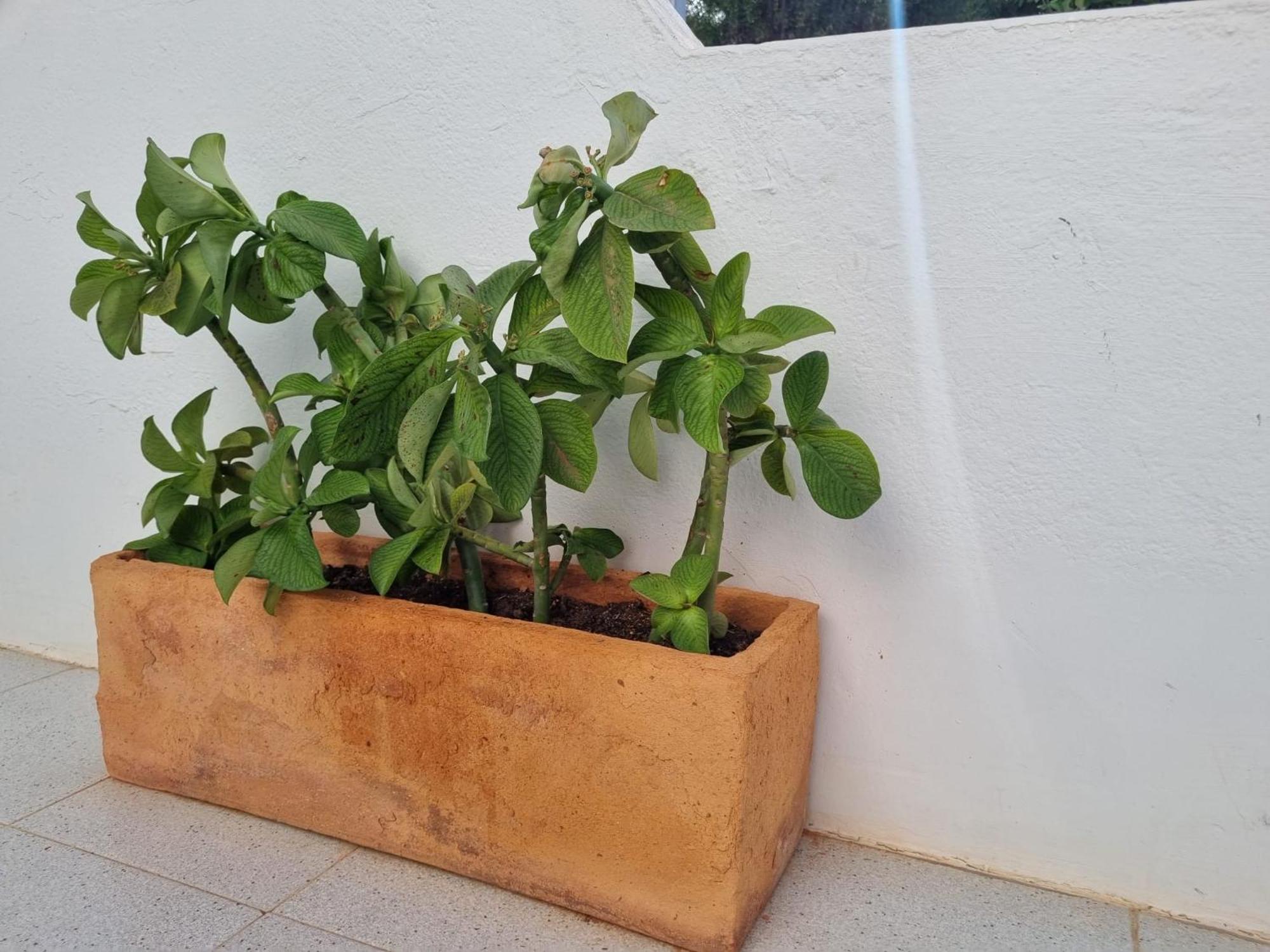 La Casa De Las Palomitas 科拉雷侯 外观 照片